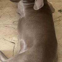 Weimaraner di 3 anni con pedigree