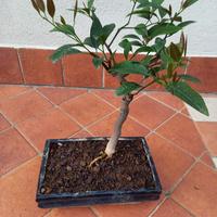 🟢 Pianta di agrumi in vaso bonsai 2