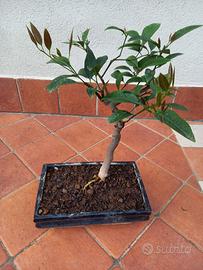 Pianta di agrumi in vaso bonsai 2