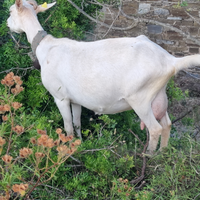 Capre camosciate e saanen