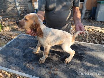 Setter maschi bianco arancio con pedigree
