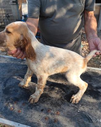 Setter maschi bianco arancio con pedigree