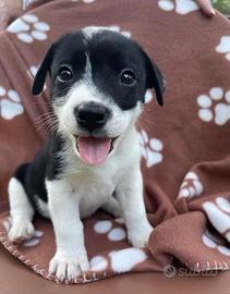 Cani di taglia piccola