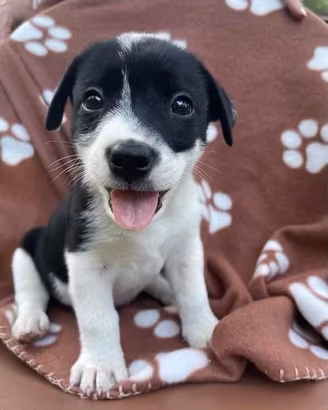 Cani di taglia piccola