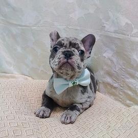 BULLDOG FRANCESE colore esotico