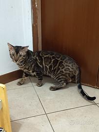 Gatto bengala