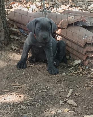 Cuccioli Cane Corso