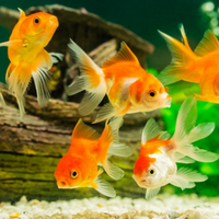 Pesci rossi e un oranda testa rossa