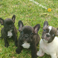 Bulldog francese