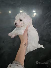 Cuccioli Maltipoo