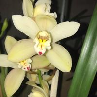 Orchidee cimybidium