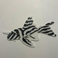 Pleco zebra targhetta
