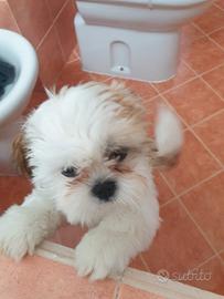 Cucciolo suzhu