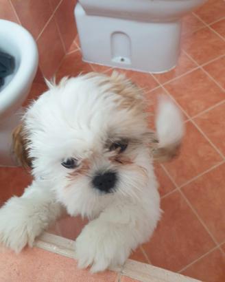 Cucciolo suzhu