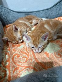 1 a cucciola arancione