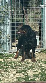 Rottweiler
