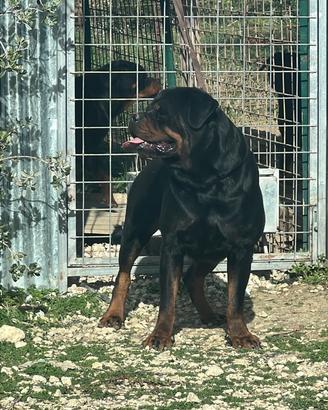 Rottweiler