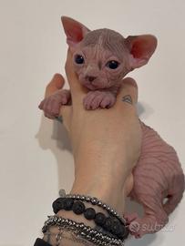 Sphynx