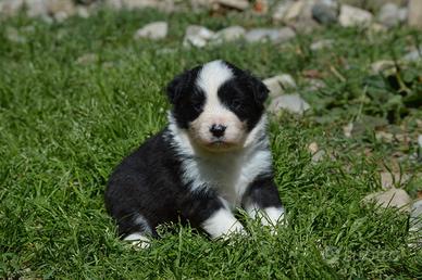Cuccioli border collie