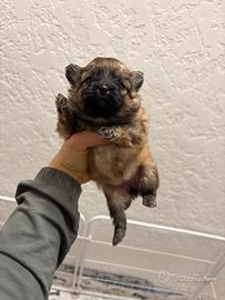 Volpino pomerania TOY CUCCIOLA FEMMINA orange