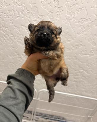 Volpino pomerania TOY CUCCIOLA FEMMINA orange