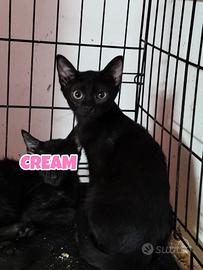 CREAM gattina nera di 4 mesi