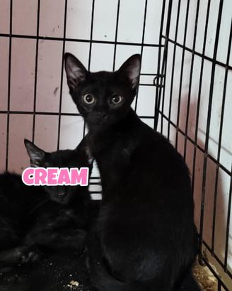 CREAM gattina nera di 4 mesi