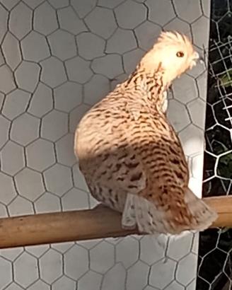 Disponibili quaglie jambo