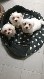 Cuccioli maltese