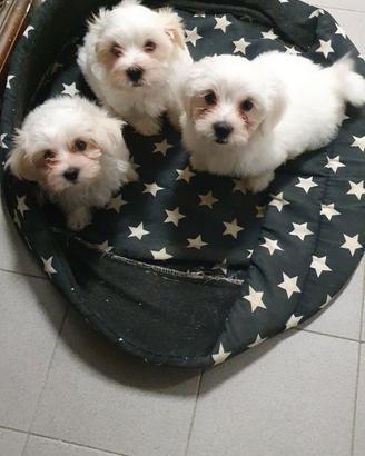 Cuccioli maltese