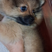 Cucciola Volpino di pomerania