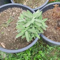pianta di salvia