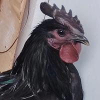 Coppia galline razza ayam cenami