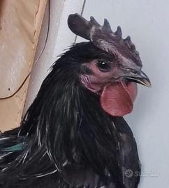 Coppia galline razza ayam cenami