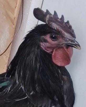 Coppia galline razza ayam cenami