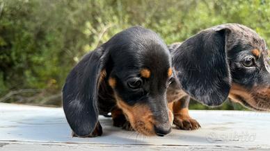 Cuccioli Bassotto nano e kaninchen