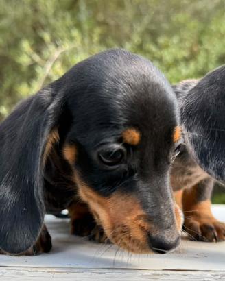 Cuccioli Bassotto nano e kaninchen
