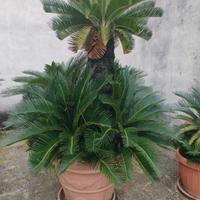 cycas