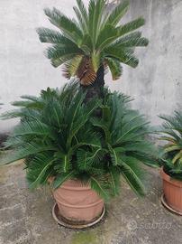 cycas