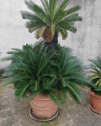 cycas