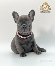 Esclusiva Principessina Bulldog Francese Total Blu