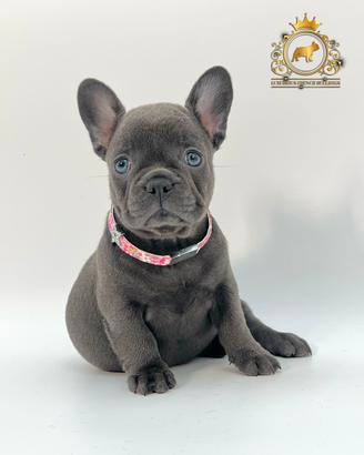 Esclusiva Principessina Bulldog Francese Total Blu