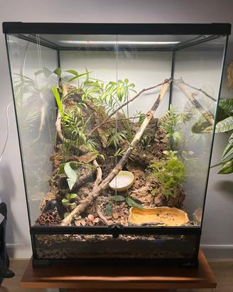 Terrari naturali e personalizzabili