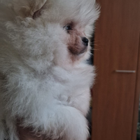 Spitz di Pomerania con pedigree