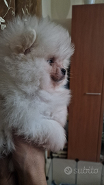 Spitz di Pomerania con pedigree