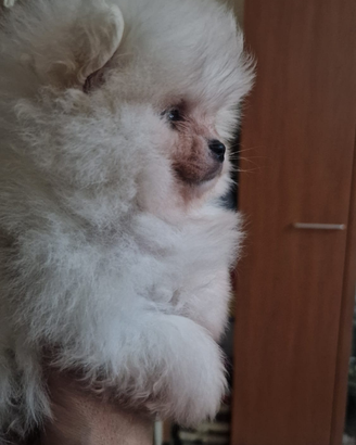 Spitz di Pomerania con pedigree