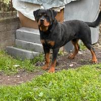 Rottweiler