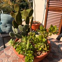 Vaso di piante grasse miste – composizione pronta