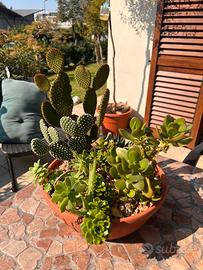 Vaso di piante grasse miste – composizione pronta