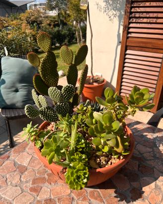 Vaso di piante grasse miste – composizione pronta